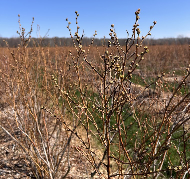 Patriot blueberries with buds about to boost.